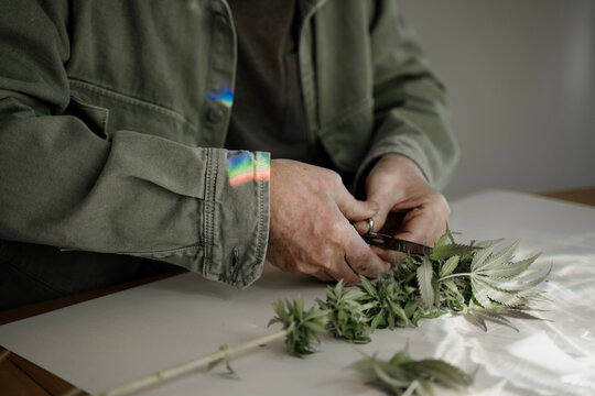 Close up of senior male hands trimming medicinal cannabis on table