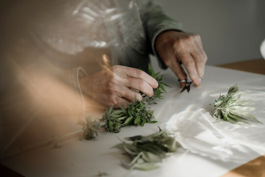 Close up of senior male hands trimming medicinal cannabis on table