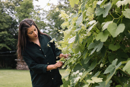 Young Indian Woman Harvesting Wine Leaves Outdoors For Handmade Dolmadakia