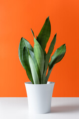 A modern-style Sansevieria plant is placed on a white table against an orange wall. Home plant Sansevieria trifa