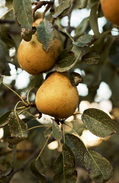 Organic pear