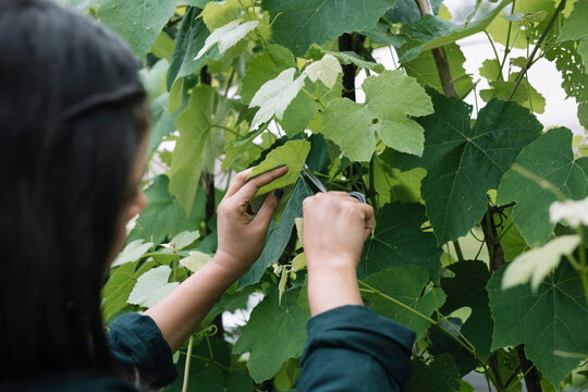 Anonymous Woman Harvesting Wine Leaves And Herbs For Handmade Dolmadakia