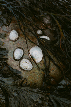 Limpets surrounded by seaweed