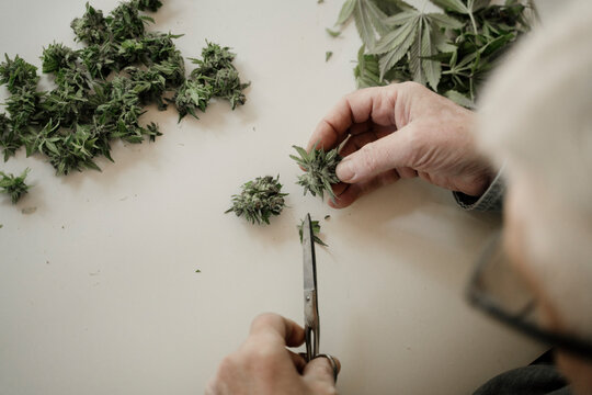 Close up of senior male hands trimming medicinal cannabis on table