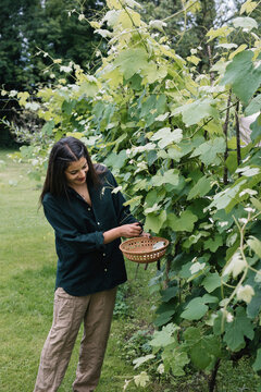 Young Indian Woman Harvesting Wine Leaves Outdoors For Handmade Dolmadakia