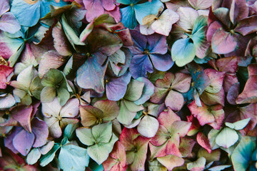 Hydrangea petals