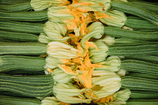 Closeup of freshly picked zucchini with flowers.