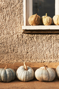 Organic pumpkins