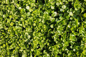 Fresh spring grass on a sunny day. View from above.