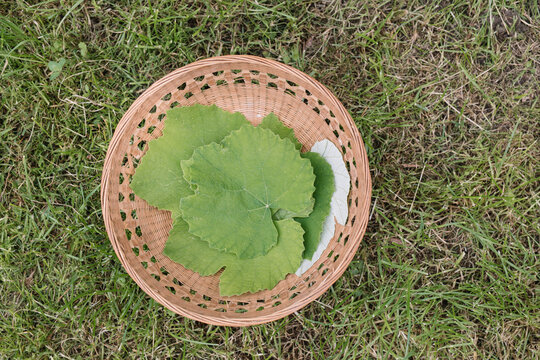 Still Life Of Wine Leaves For Handmade Dolmadakia