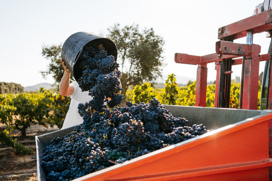 Anonymous farmer pouring basket case full of grapes in tractor's trailer during grape harvesting