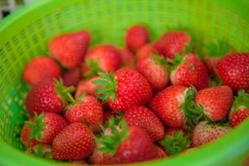 The strawberries red fruit organics brilliant, sweet, sour, and delicious. It can grow into a closed or outdoor farm beautiful garden.
