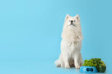 Cute Samoyed dog and bowl with vegetables on color background