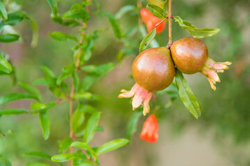 The growing of pomegranate fruits.