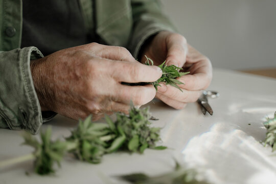 Close up of senior male hands trimming medicinal cannabis on table