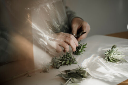 Close up of senior male hands trimming medicinal cannabis on table