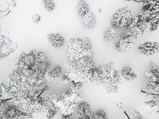Aerial view of the forest in the winter