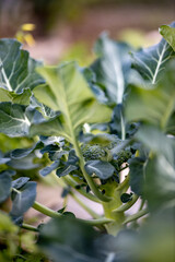 Cultivar brocoli en casa 