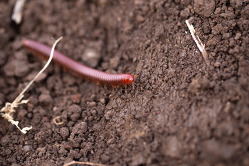 small millipede moving on the ground.