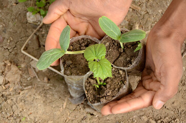 round gourd plant soil heap in hands over out of focus brown background.