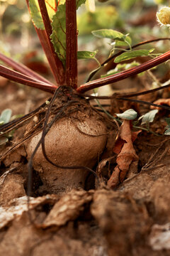 Fresh beetroot