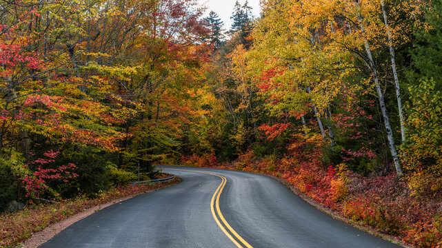 Curving Autumn Road