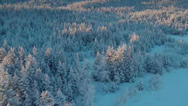 Aerial of beautiful snow-covered Alaska forest at sunset