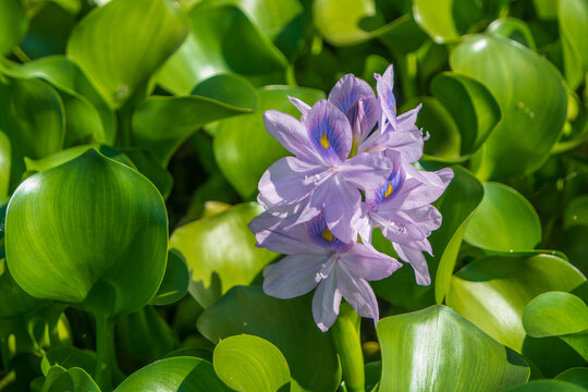 Pontederia crassipes known as common water hyacinth. Violet colors of a plant on a background of green foliage.