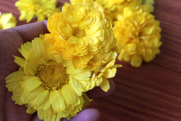 hand holding Yellow Flowers