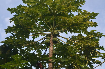 PAPAYA ON THE TREE
