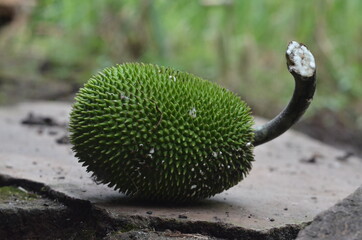 seeded breadfruit, breadnut