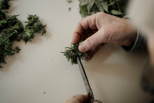 Close up of senior male hands trimming medicinal cannabis on table