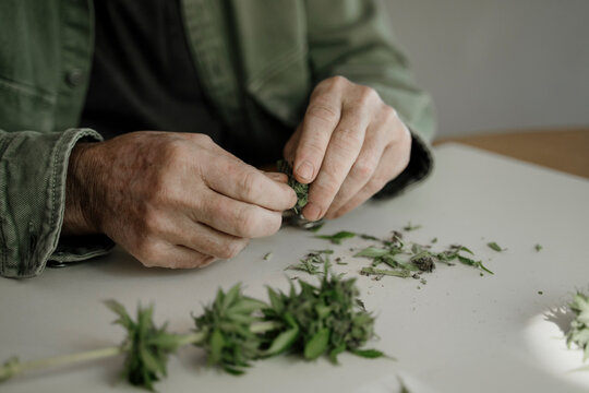 Close up of senior male hands trimming medicinal cannabis on table