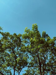 trees and sky