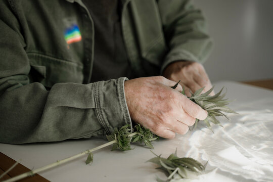 Close up of senior male hands trimming medicinal cannabis on table
