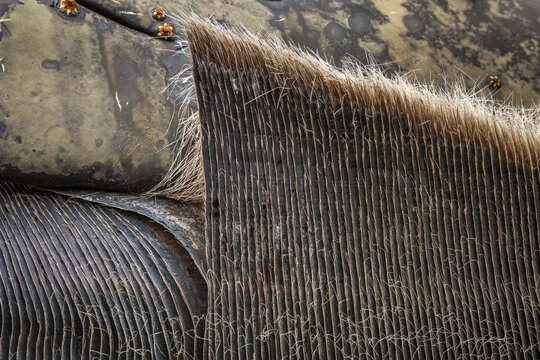 Humpback Whale Baleen Plates (teeth)