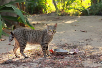 A pet cat standing in the courtyard of the house near the food cup and looking at the camera
