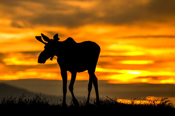 A young Alaskan Moose patrols the foreshore of Anchorage Alaska as the sun sets approaching midnight.