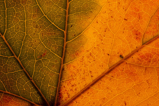 Detail Of Autumn Leaf
