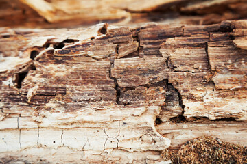 Rotten wood texture. Rotten tree close-up and its rotten fragments