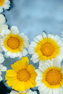 White And Yellow Flowers Soaking In Pale Blue Water