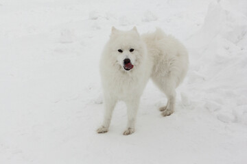 Samoed dog in the snow in  the winter