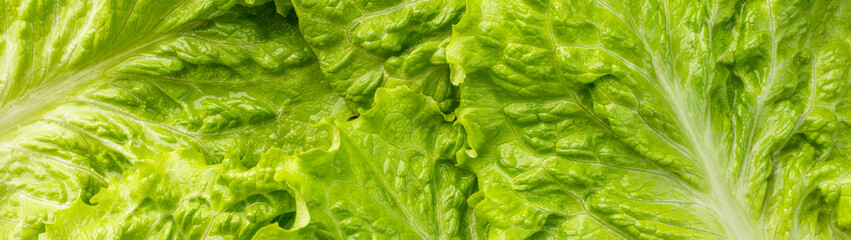 Green lettuce leaves texture background banner panoramic