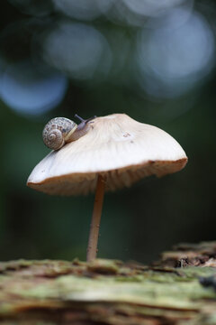 Snail crawling on top of a mushroom