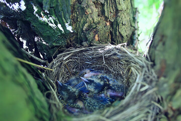 blackbird nest with little chicks, nature spring forest