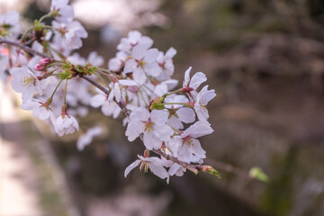 Cherry blossoms in Kyoto Japan