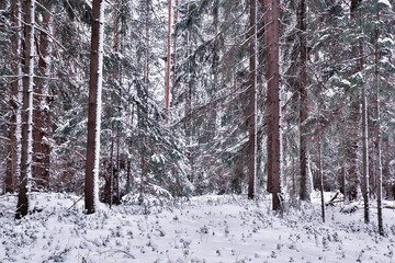 winter morning in a pine forest landscape, panoramic view of a bright snowy forest