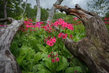 湿原の倒木の隙間からクリンソウがピンク色の花を咲かせる