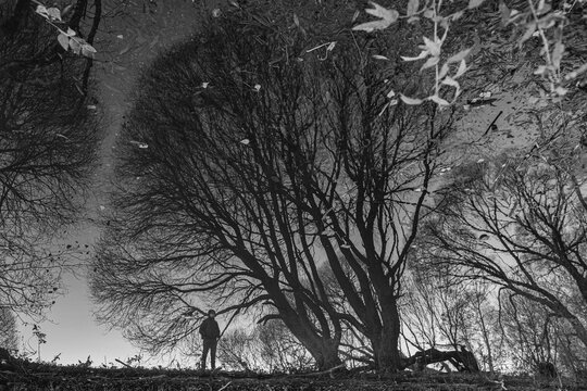 Reflecion of trees.