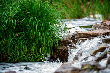 Forest spring or river flow landscape, calm nature background